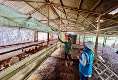 Modernisasi Sektor Industri Primer, Lebih dari 390 Ribu Pelanggan Manfaatkan ProgramEA-EM PLN Hingga 2025