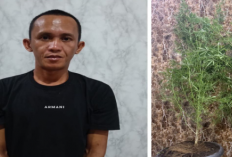 Pria di OKU Selatan Ditangkap, Tanam Ganja Setinggi Hampir 2 Meter di Kontrakan