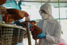 Mengenal Flu Burung: Penyakit dari Unggas yang Bisa Mengancam Nyawa