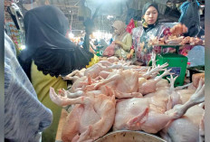 Program MBG Bikin Harga Ayam Potong Meroket hingga di Atas Rp40 Ribu per Kilogram