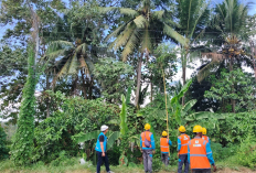 PLN ULP Lembayung Lahat Lakukan Peremajaan Konstruksi Jaringan di Pulau Pinang