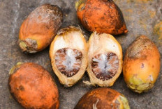 Harga Pinang di OKU Selatan Turun Jadi Rp9.000 per Kg