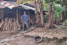 Harga Pinang di OKU Selatan Anjlok ke Rp9.000 per Kg