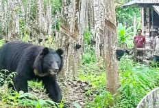Beruang Liar di OKU Bikin Cemas Bersarang di Kebun Warga